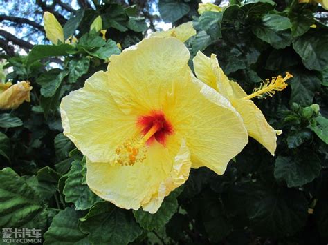 扶桑花夏威夷 本命年紅繩左右手